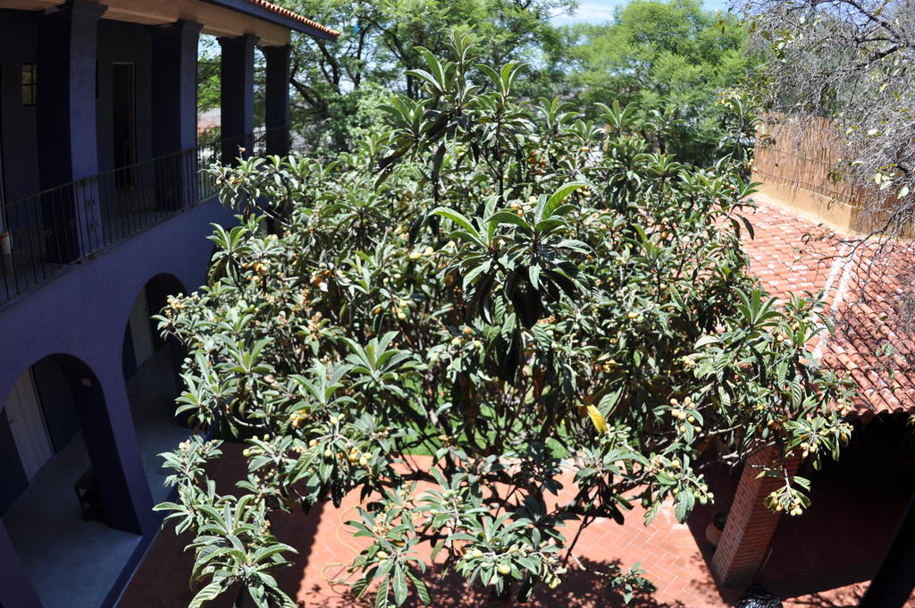 Oaxaca La Betulia Bed And Breakfast מראה חיצוני תמונה